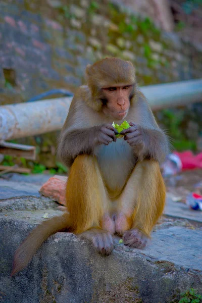 Nahaufnahme eines Affen beim Essen in swayambhu stupa, Affentempel, kathmandu, nepal — Stockfoto