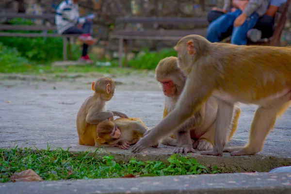 Nahaufnahme einer Affenfamilie, die im Freien am swayambhu stupa, Affentempel, Kathmandu, Nepal spielt — Stockfoto