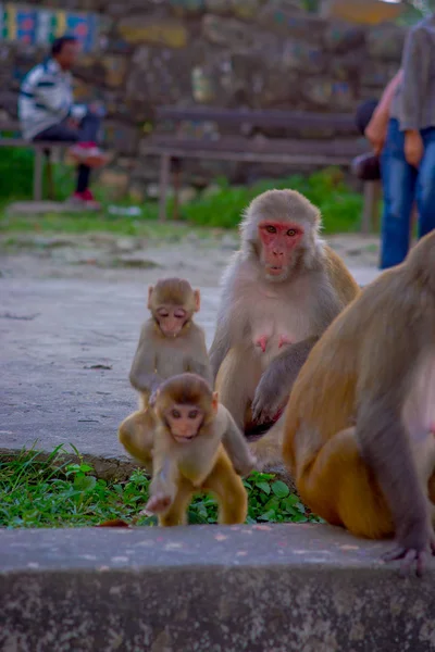 Nahaufnahme einer Affenfamilie, die im Freien am swayambhu stupa, Affentempel, Kathmandu, Nepal spielt — Stockfoto