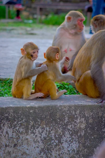 在尼泊尔加德满都猴庙 Swayambhu 佛塔户外玩耍的猴子家庭 — 图库照片