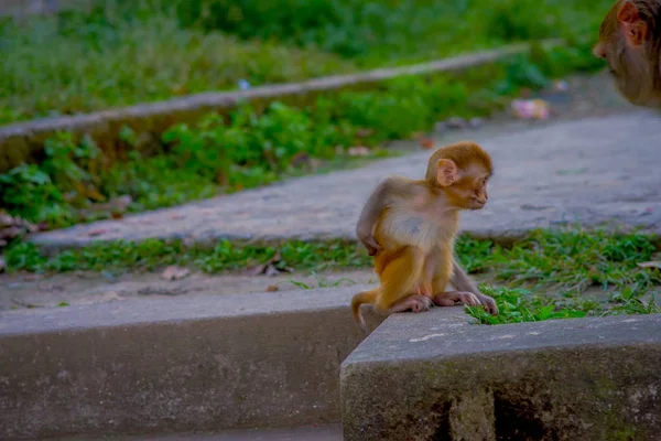 Nahaufnahme eines schönen kleinen Affen im Freien bei swayambhu stupa, Affentempel, kathmandu, nepal — Stockfoto