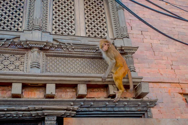 Primer plano de un mono jugando al aire libre en Swayambhu Stupa, Monkey Temple, Katmandú, Nepal — Foto de Stock