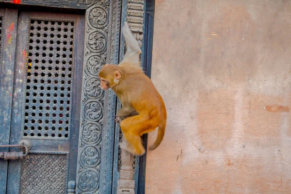 Nahaufnahme eines Affen, der im Freien bei swayambhu stupa, Affentempel, Kathmandu, Nepal spielt — Stockfoto