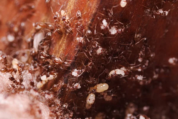 Hormigas de madera, Formica extrema de cerca con un alto aumento, llevando sus huevos a casa de nuevo, esta hormiga es a menudo una plaga en las casas, en un fondo de madera — Foto de Stock