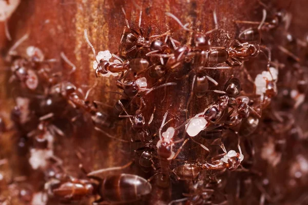 Hormigas de madera, Formica extrema de cerca con un alto aumento, llevando sus huevos a casa de nuevo, esta hormiga es a menudo una plaga en las casas, en un fondo de madera — Foto de Stock