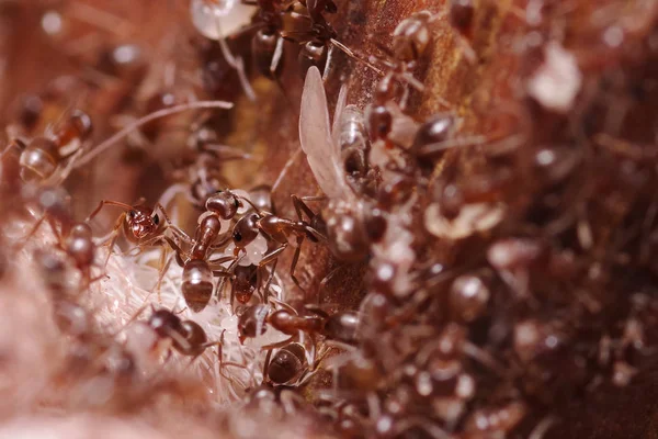 Деревянные муравьи, Формика экстремально близко с высоким увеличением, неся свои яйца в новый дом, этот муравей часто вредитель в домах, на деревянном фоне — стоковое фото