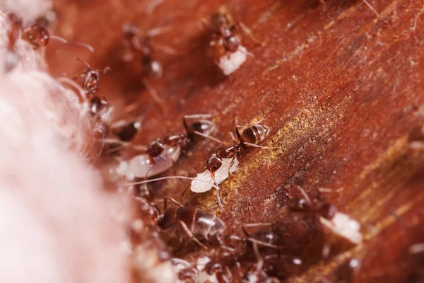 Ahşap karıncalar, Formica aşırı yüksek büyütme, yeni ev için yumurtalarını taşıyan ile yakın, bu karınca kez evlerde ahşap arka planda bir zararlı olduğunu — Stok fotoğraf