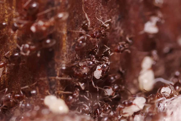 Толпа деревянных муравьев, с высокой лупой, несущих свои яйца в новый дом, этот муравей часто вредитель в домах, на деревянном фоне — стоковое фото