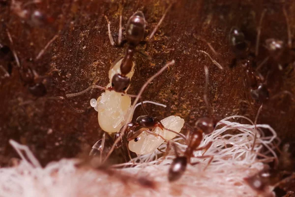 Multitud de hormigas de madera, con alto aumento, llevando sus huevos a casa de nuevo, esta hormiga es a menudo una plaga en las casas, en un fondo de madera —  Fotos de Stock
