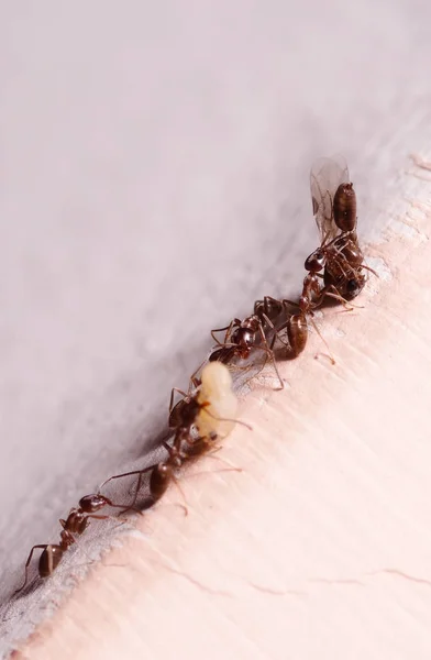Trä myror, Formica, bär sina ägg till ett nytt hem, denna Myra är ofta en pest i hus, i en vit bakgrund — Stockfoto