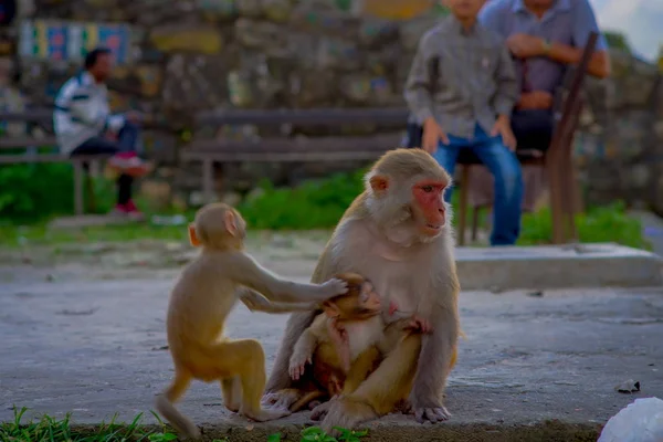 Nahaufnahme einer Affenfamilie, die im Freien am swayambhu stupa, Affentempel, Kathmandu, Nepal spielt — Stockfoto