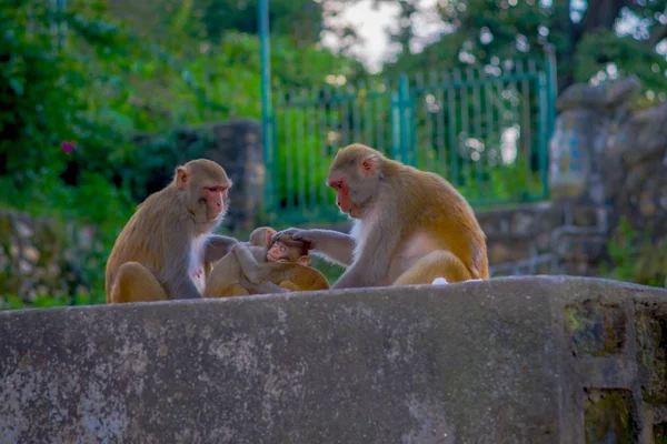 Nahaufnahme einer Affenfamilie, die im Freien am swayambhu stupa, Affentempel, Kathmandu, Nepal spielt — Stockfoto