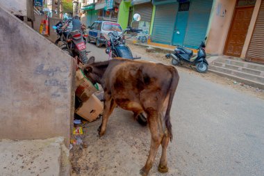 Katmandu, Nepal - 25th Ekim 2016: inek yolda sokaklara karton kutu içinde yemek için arıyorsunuz