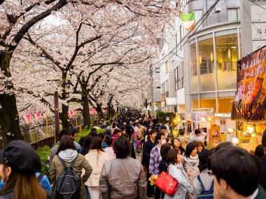 Hakone, Japonya - 02 Temmuz 2017: yürüyüş ve hanami parkta kiraz çiçeği sezonunda Kyoto'da zevk tanımlanamayan kişi