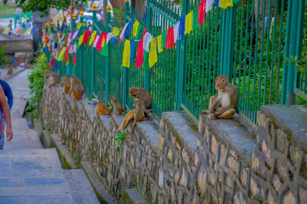 KATHMANDU, NEPAL OCTUBRE 15, 2017: Familia de monos sentados al aire libre con banderas de oración cerca de swayambhunath stupa, Nepal —  Fotos de Stock