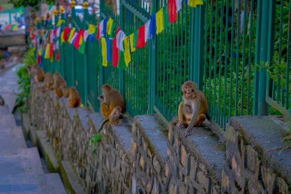 Kathmandu, Nepal 15 października 2017: Rodzina małp siedzi na zewnątrz z flagi modlitewne w pobliżu swayambhunath stupa, Nepal — Zdjęcie stockowe