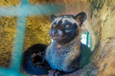 Hayvan misk pahalı çoğu gurme üretimi için kullanılan kahve Kopi Luwak, Bali Endonezya
