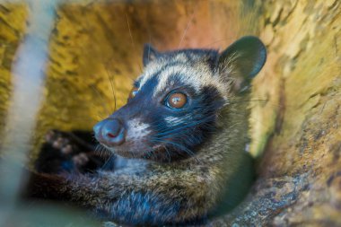 Hayvan misk pahalı çoğu gurme üretimi için kullanılan kahve Kopi Luwak, Bali Endonezya