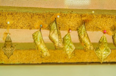 Min'in, Ekvator Mariposario Butterfly evde pupa aşaması kelebekler