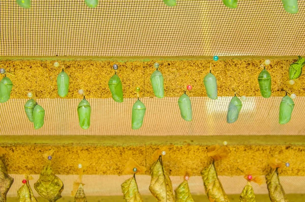 Schmetterlinge im Puppenstadium in mariposario das Schmetterlingshaus in mindo, ecuador — Stockfoto