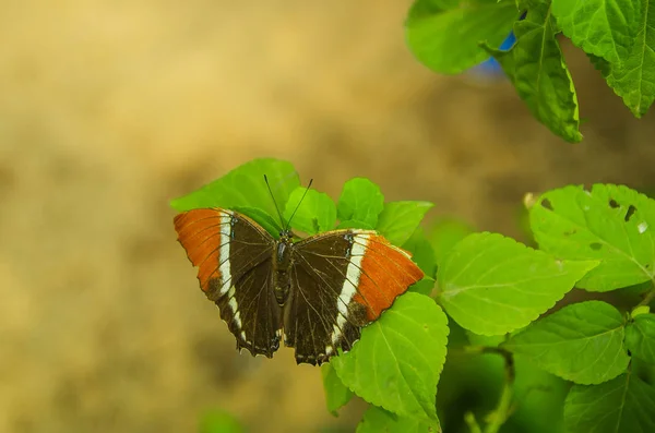Mindo i Ecuador, en perfekt plats för att se några vackra fjärilar, med orange och svarta vingar, poserar över ett grönt blad, i Mindo — Stockfoto