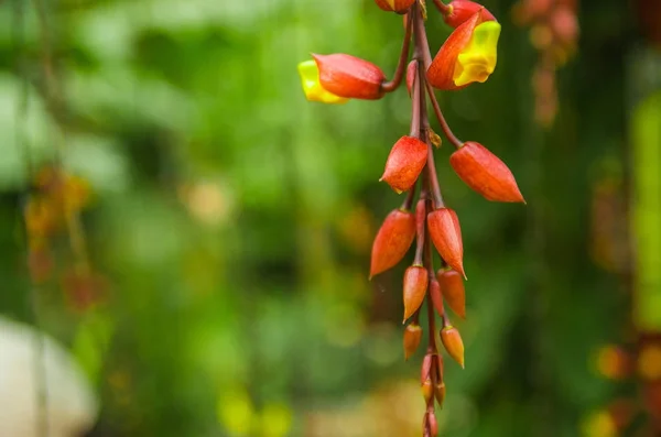 Beautiful orchidea inside of a greenhouse located in a garden in Mindo, Ecuador — Stock Photo, Image