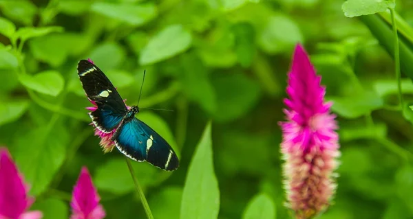 Mindo στο Εκουαδόρ, ένα ιδανικό σημείο για να δείτε μερικές όμορφες πεταλούδες, με μπλε φτερά ποζάρει πάνω από ένα πολύχρωμο λουλούδι να γλείφω το νέκταρ — Φωτογραφία Αρχείου