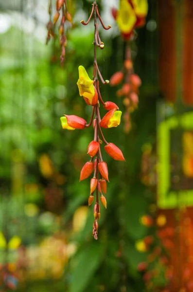 Piękny orchidea wewnątrz szklarni znajduje się w ogrodzie w Mindo, Ekwador — Zdjęcie stockowe