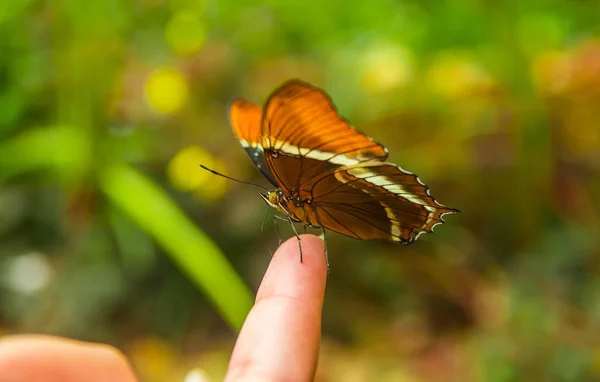 Mindo în Ecuador, un loc perfect pentru a vedea niște fluturi frumoși, aripi maro și portocalii pozând peste un deget — Fotografie, imagine de stoc