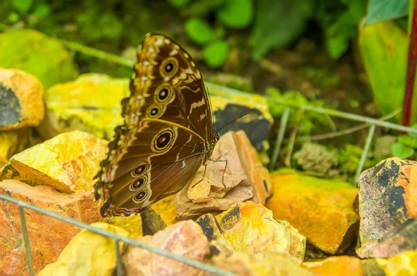 Mindo en Ecuador, un lugar perfecto para ver unas hermosas mariposas, posando sobre una roca lamiendo el mineral de una roca — Foto de Stock