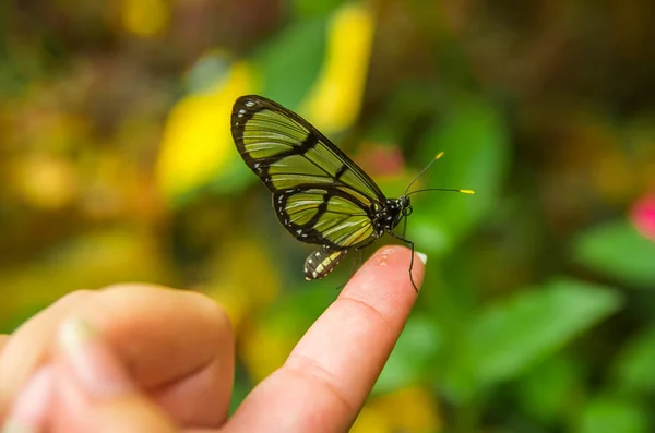Mindo în Ecuador, un loc perfect pentru a vedea niște fluturi frumoși, aripi transparente și pozând într-un deget — Fotografie, imagine de stoc