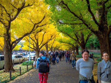 Nara, Japonya - 26 Temmuz 2017: fotoğraf çekmek ve sonbahar park Kyoto adlı renkli yaprakları manzarayı güzel sonbahar manzara, sarı sonbahar ağaçlar ve yaprakları, kimliği belirsiz kişi
