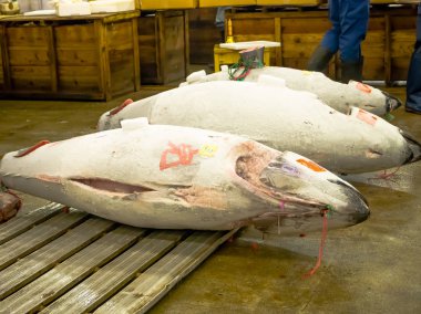 Tokyo-4 Temmuz: Taze dondurulmuş ton balığı Tsukiji toptan deniz ürünleri ve Balık pazarı Tokyo'da, Tsukiji Pazar açık artırmada gelen dünyanın en büyük toptan balık ve deniz ürünleri pazarı mı