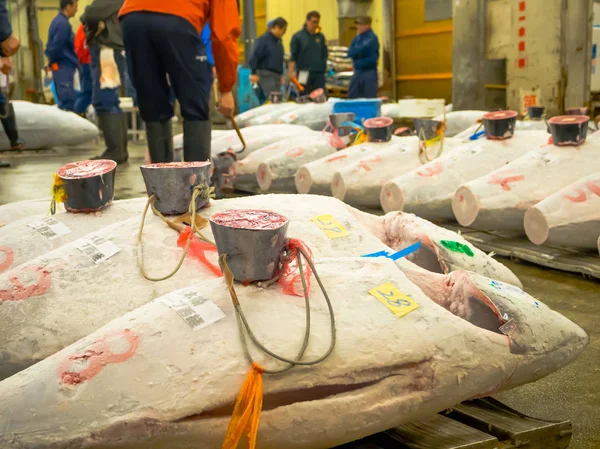 TOKYO- JULHO 4: Atum fresco congelado de leilão no mercado grossista de frutos do mar e peixe de Tsukiji em Tóquio, o mercado de Tsukiji é o maior mercado grossista de peixe e marisco do mundo — Fotografia de Stock