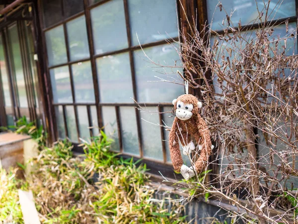 KYOTO, GIAPPONE - 05 LUGLIO 2017: Scimmia d'orsacchiotto appesa ad un ramo nel giardino di una casa a Kyoto — Foto Stock