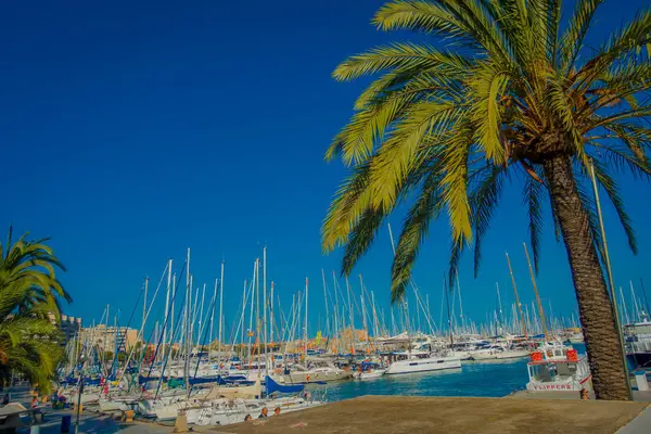 PALMA DE MALLORCA, ESPAÑA - 18 AGOSTO 2017: Hermosa vista del puerto con yates blancos y algunas palmeras, en Palma de Mallorca, Islas Baleares, España — Foto de Stock