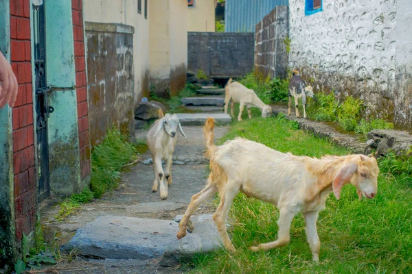 Vista al aire libre de cuatro cabras caminando en un pasillo en la ciudad en el asentamiento de refugiados Tashi en Pokhara, Nepal — Foto de Stock