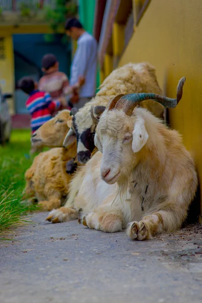 Vista esterna di molte capre che riposano in una sala della città presso l'insediamento di rifugiati Tashi a Pokhara, Nepal — Foto Stock