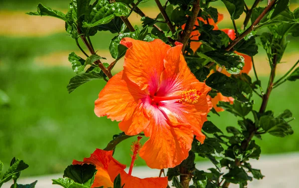 Närbild på vackra orange blomma som ligger i parken i nya atmo i mainstreet i Amazonas avenue i staden Quito — Stockfoto