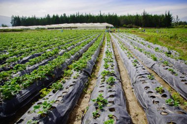 Plastik ile kaplı zemin gelen büyüyen bazı küçük bitkiler ile güzel çilek alan saç ekimi