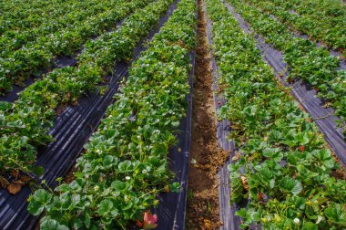 Çilek bitki çilek bir alan içinde satır güzel saç ekimi