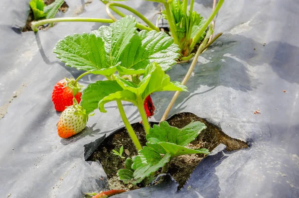 Φράουλα φυτό με λουλούδια και φρούτα αυξάνεται σε ένα πεδίο φράουλα σε κοντινό πλάνο — Φωτογραφία Αρχείου