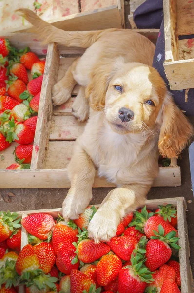 Boven uitzicht van een prachtige pup rust dicht bij een smakelijke Ecuadoraanse aardbeien vers verzameld op een houten kisten — Stockfoto