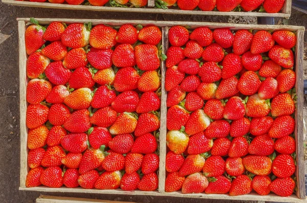 Vista dall'alto di gustose fragole ecuadoriane appena raccolte su due scatole di legno — Foto Stock