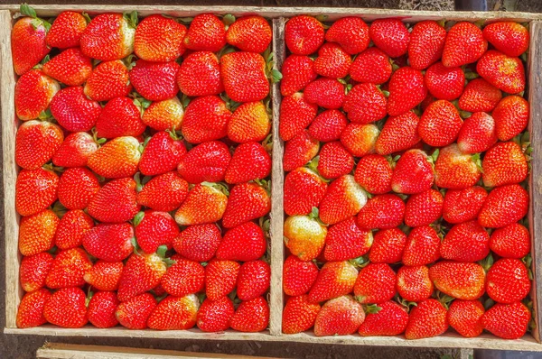 Ovanifrån av välsmakande ecuadorianska jordgubbar färska samlat på en två trälådor — Stockfoto