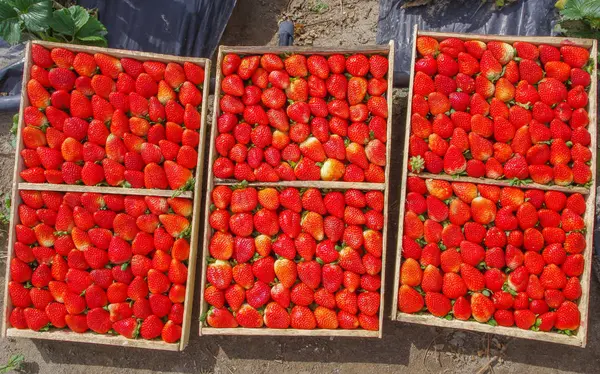 Vue de dessus de savoureuses fraises ecuadorian fraîchement recueillies sur six boîtes en bois — Photo