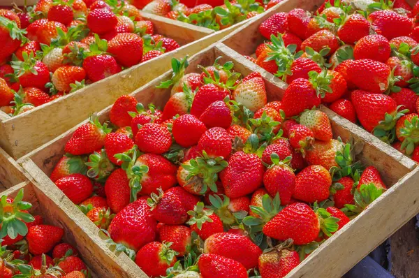 Το Top view νόστιμα φράουλες Εκουαδόρ πρόσφατα συλλέγονται σε πολλά ξύλινο κουτί — Φωτογραφία Αρχείου
