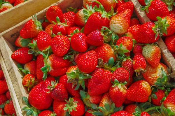 Ovanifrån av välsmakande ecuadorianska jordgubbar färska samlat på många trälåda — Stockfoto