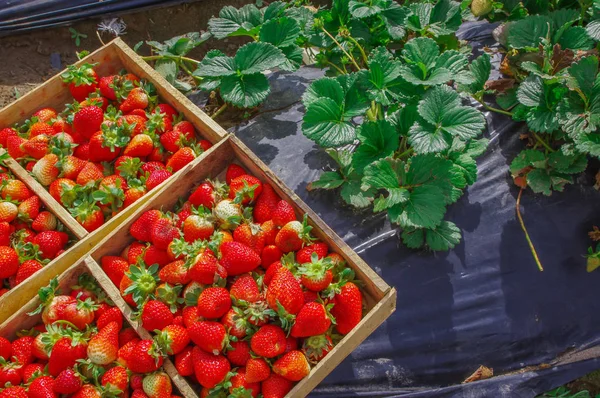 Bovenaanzicht van smakelijke Ecuadoraanse aardbeien vers verzameld op een houten doos over een zwarte plastic bescherming veld en wat aardbeien bladeren — Stockfoto