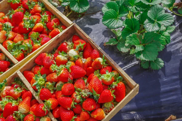 Bovenaanzicht van smakelijke Ecuadoraanse aardbeien vers verzameld op een houten doos over een zwarte plastic bescherming veld en wat aardbeien bladeren — Stockfoto